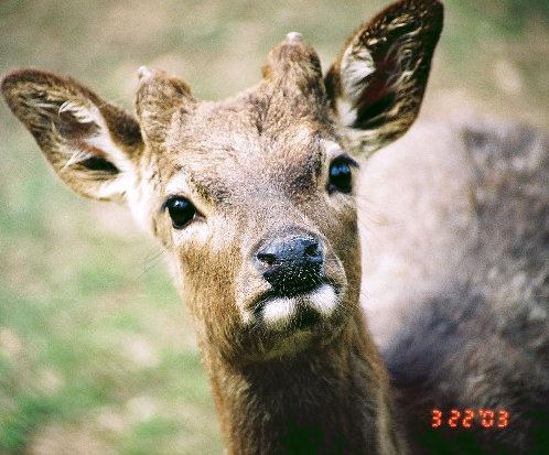 ../Images/Deer 2723411-R3-068-32A.jpg